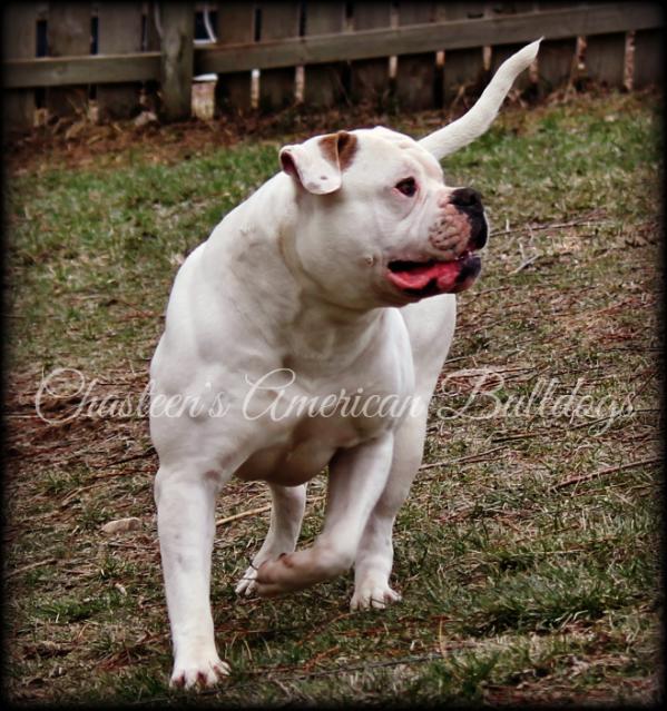ABRA CHAMPION Chasteen's White Knight ak